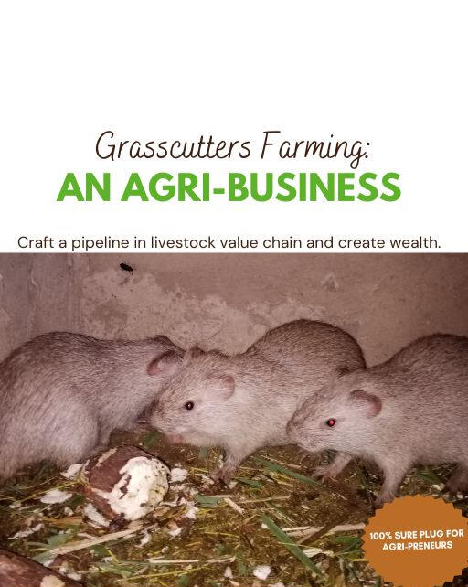 Grasscutters Farming: AN AGRI-BUSINESS